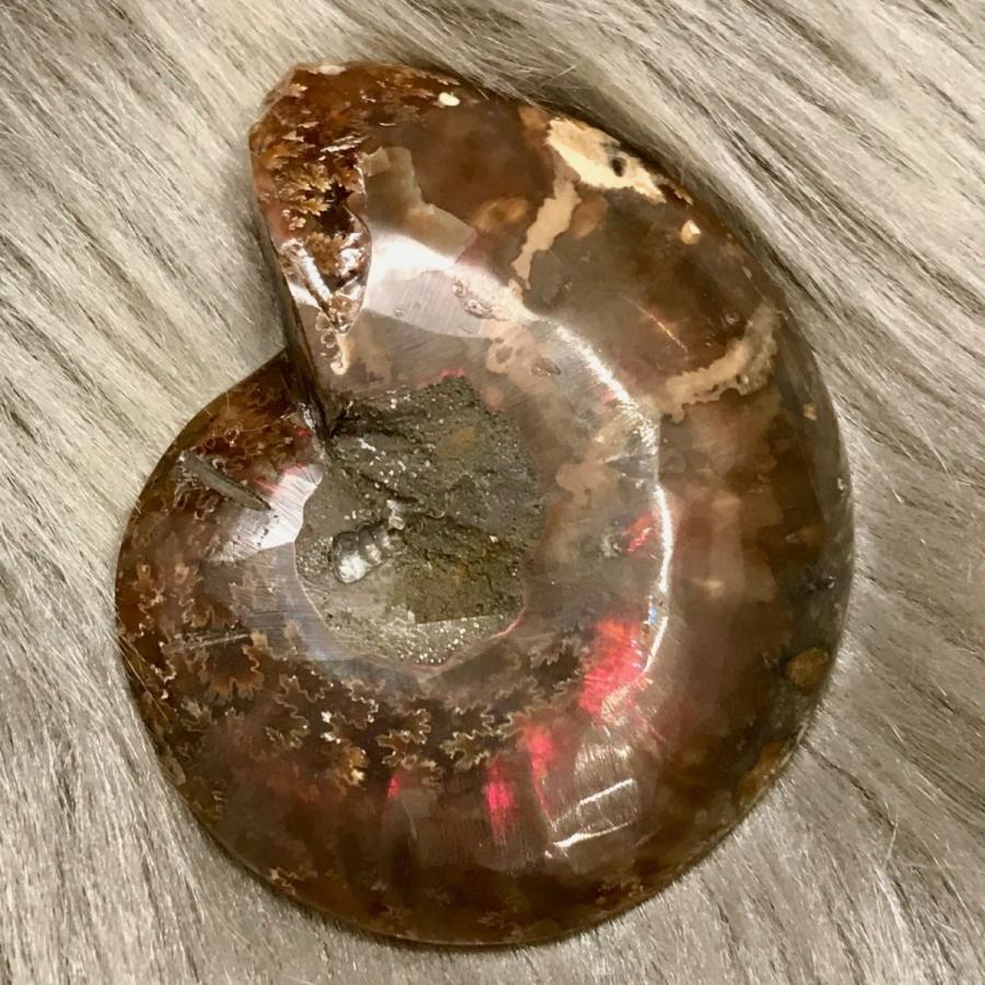 アンモナイト スライス 化石 ペア アンモナイトアンモライト-1