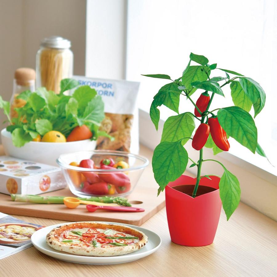 パプリカ 栽培キット パプリカ 種 栽培キット 栽培セット 家庭菜園 キッチン 栽培 母の日 ギフト 誕生日 プレゼント 贈り物 P 花ギフト 贈り物 アンプール 通販 Yahoo ショッピング