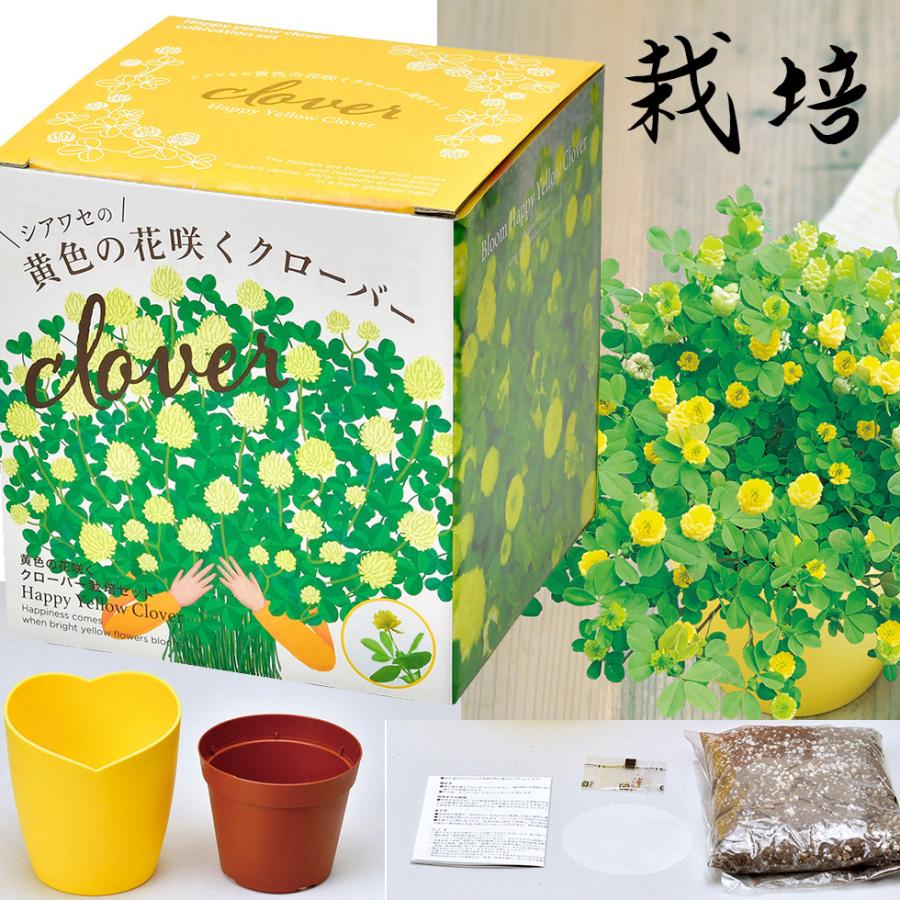 クローバー 栽培キット】黄色の花咲くクローバー 種 栽培キット 栽培