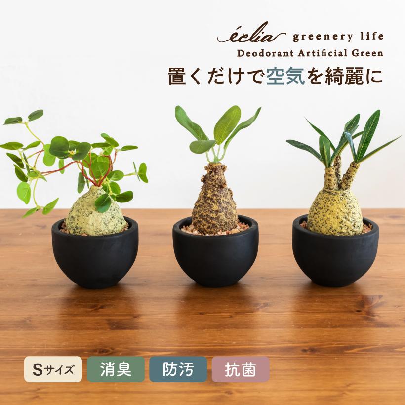 キシマ フェイクグリーン 多肉植物 コーデックス 小さい ミニ 鉢 キシマ フェイクグリーン 多肉植物 コーデックス 小さい ミニ 鉢