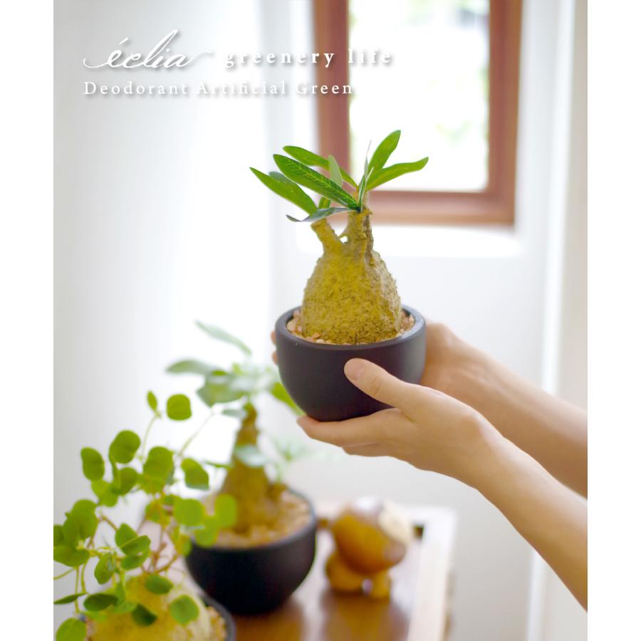 キシマ フェイクグリーン 多肉植物 コーデックス 小さい ミニ 鉢 キシマ フェイクグリーン 多肉植物 コーデックス 小さい ミニ 鉢