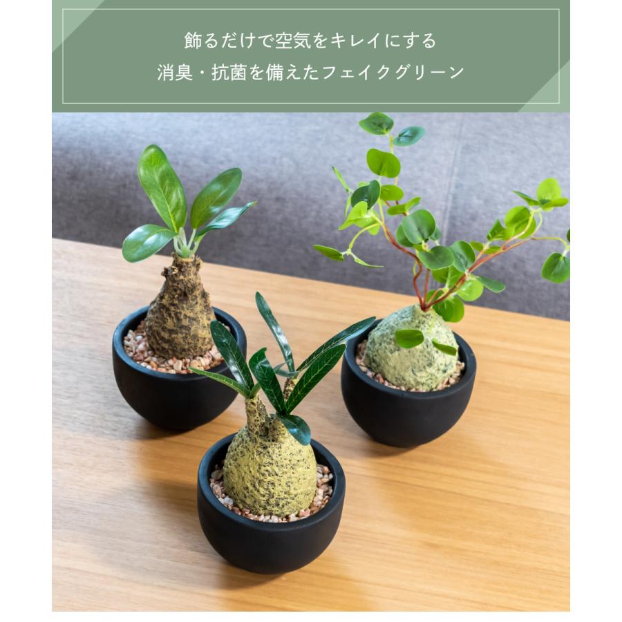 キシマ フェイクグリーン 多肉植物 コーデックス 小さい ミニ 鉢 キシマ フェイクグリーン 多肉植物 コーデックス 小さい ミニ 鉢