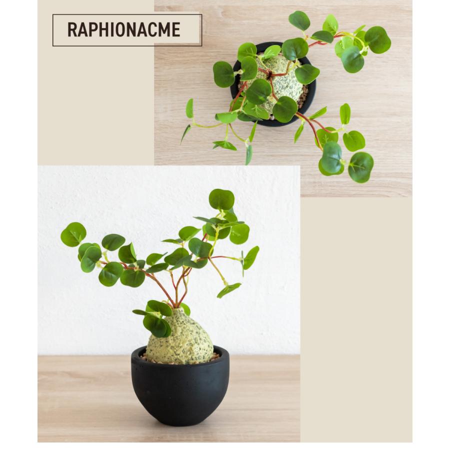 キシマ フェイクグリーン 多肉植物 コーデックス 小さい ミニ 鉢 キシマ フェイクグリーン 多肉植物 コーデックス 小さい ミニ 鉢