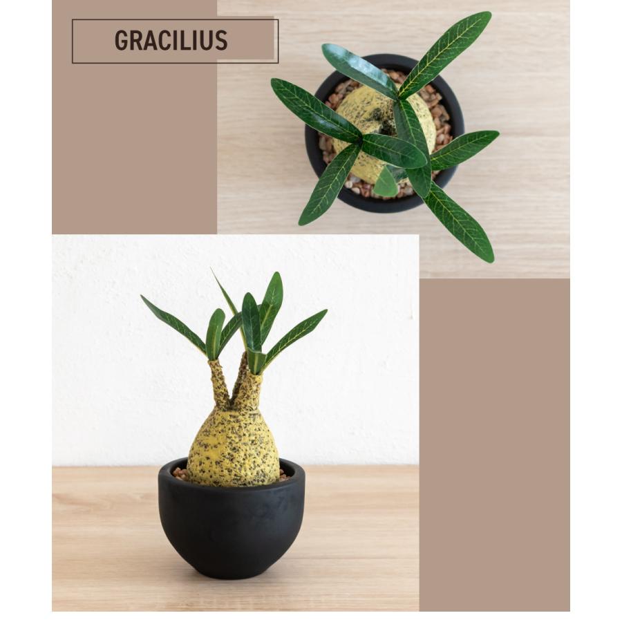 キシマ フェイクグリーン 多肉植物 コーデックス 小さい ミニ 鉢 キシマ フェイクグリーン 多肉植物 コーデックス 小さい ミニ 鉢