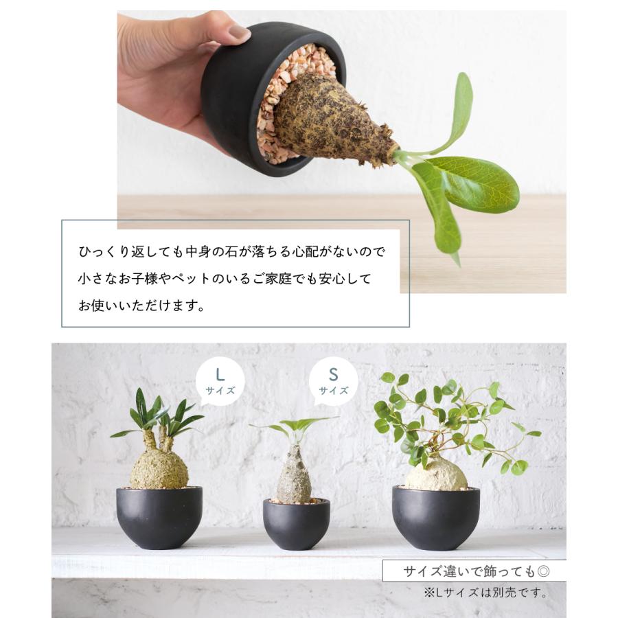 キシマ フェイクグリーン 多肉植物 コーデックス 小さい ミニ 鉢 キシマ フェイクグリーン 多肉植物 コーデックス 小さい ミニ 鉢