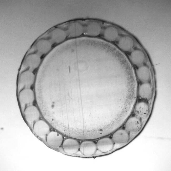 トアルソン(TOALSON) トーアゴールド 130 240Mロール 1.30mm ※ラベル