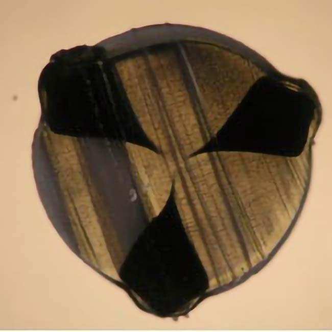 お試し12Mカット品 トアルソン(TOALSON) RENCON Devil Spin レンコン デビルスピン(120／125／130) 硬式テニス ガット ポリエステルガット |  | 09