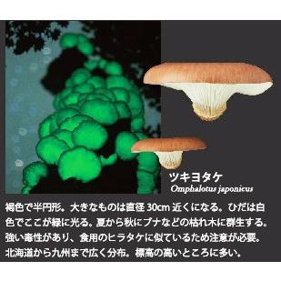ネイチャーテクニカラーmono 光るキノコのマグネット ツキヨタケ アミュームショップ 通販 Yahoo ショッピング