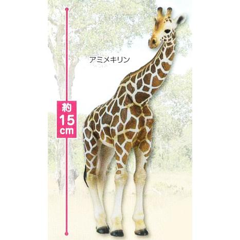 動物インフィニティ　動物インフィニティ2 15個セット 動物インフィニティ 動物インフィニティ2 15個セット Amazon