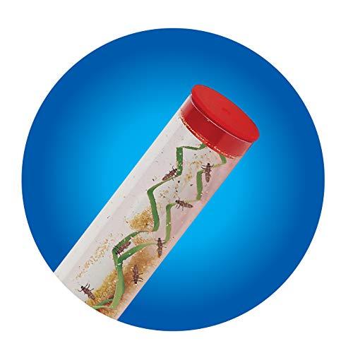 昆虫伝承ライブてんとう虫育成キット玩具 ゲーム、おもちゃ パズル パズルゲーム N1112395680(9892円)