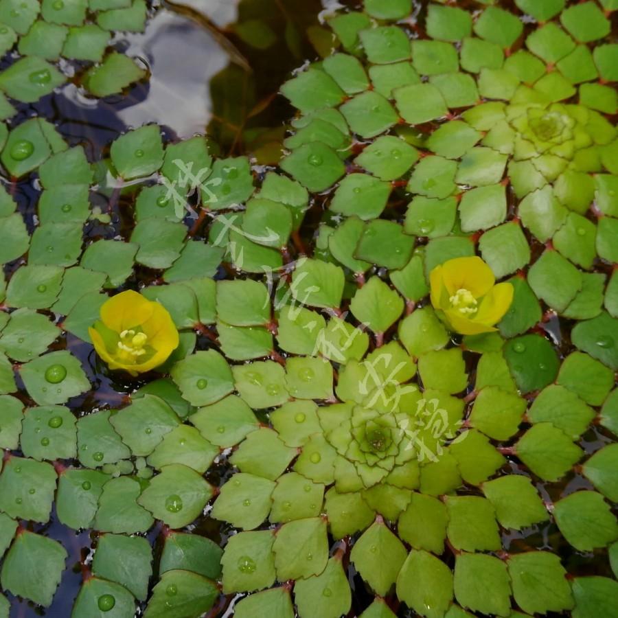 ルドウィジア セディオイデス 1本 Ludwigia Sedoides 1 安穏yahoo 店 通販 Yahoo ショッピング