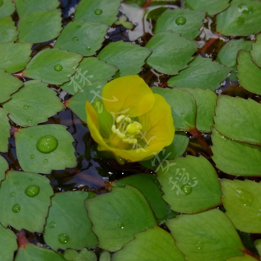 ルドウィジア セディオイデス 1本 Ludwigia Sedoides 1 安穏yahoo 店 通販 Yahoo ショッピング