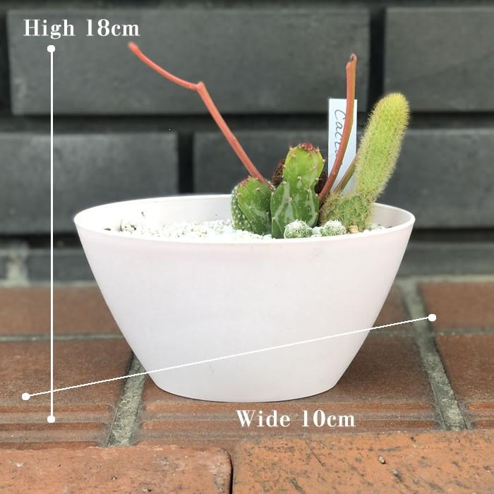サボテン 寄せ植え ミニサイズ テーブルサイズ おまかせ 誕生日 バースデー プレゼント ギフト 祝い お祝い 生花 退職祝い 送別会 引っ越し祝い G 0003 Sanana Store サナナストア 通販 Yahoo ショッピング