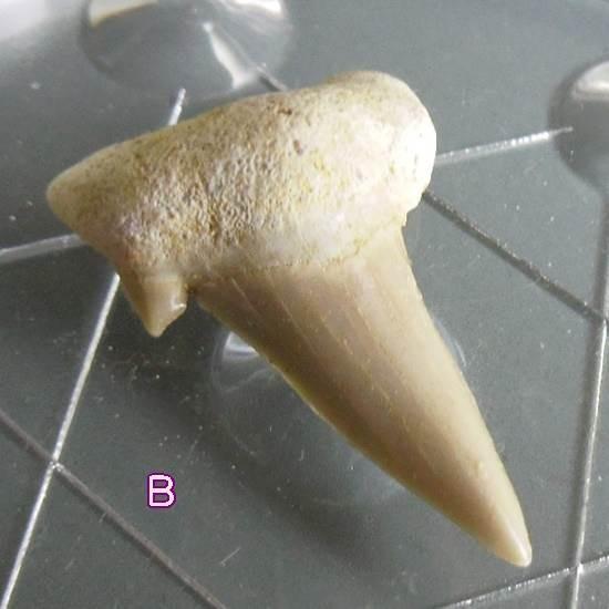 【希少品】人魚の財布 鮫 卵 サメ 標本 レア 開運 金運 歯 化石 お守り 希少品】人魚の財布 鮫 卵 サメ 標本 レア 開運 金運 歯 化石