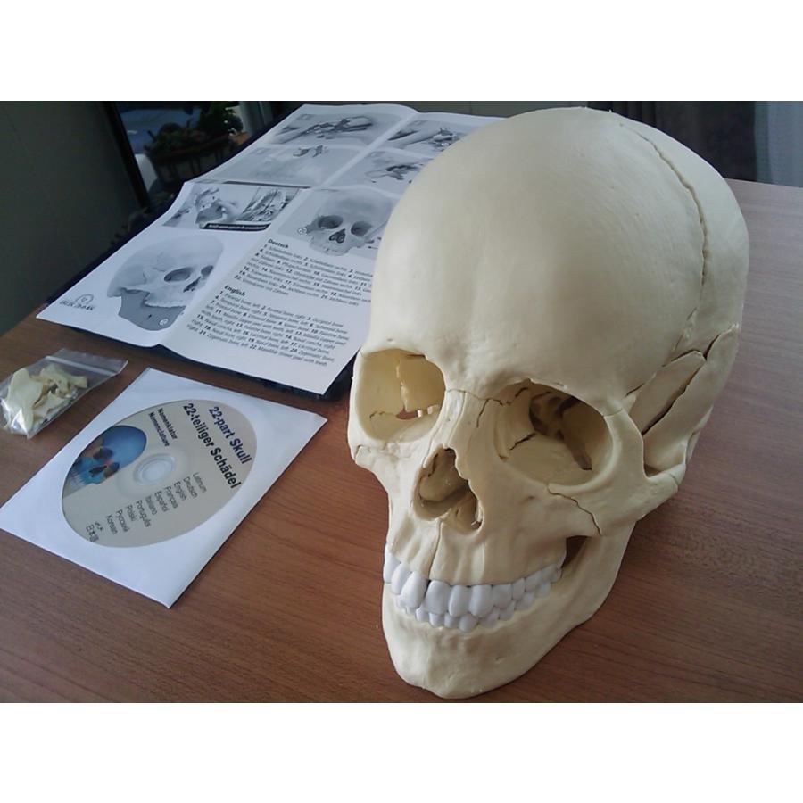 頭蓋模型 22分解単色 マグネット Ez 4701 解剖模型 通販 Yahoo ショッピング
