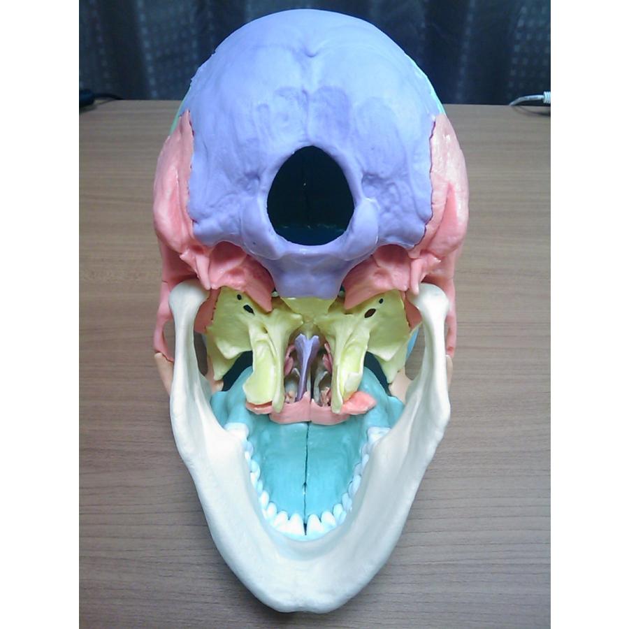 頭蓋骨人体模型 磁石式22分解可能 頭蓋模型 22分解多色 マグネット : 解剖模型 - 通販 - Yahoo!ショッピング