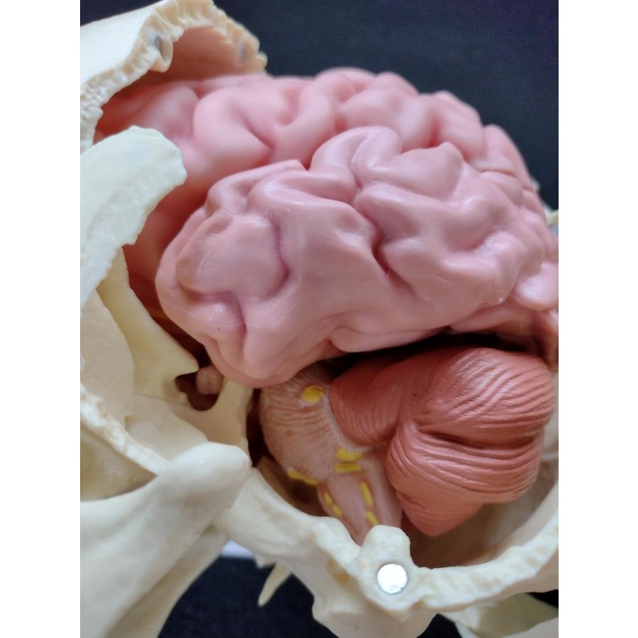 人体模型 分解可能 多色 人体模型 分解可能 多色 人体模型