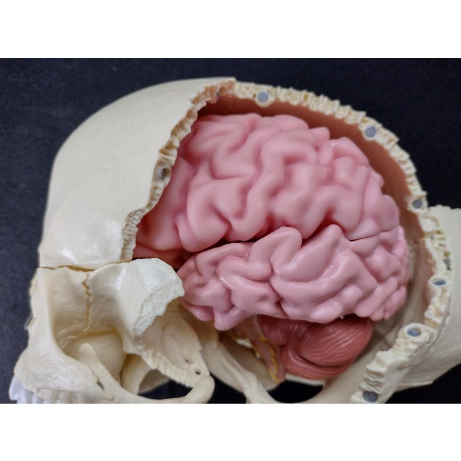 脳　模型　05分解単色　専用模型（頭蓋03/22分解）