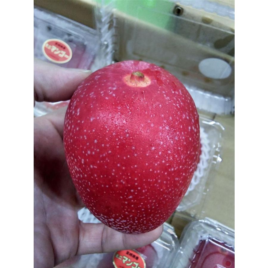 21年製 新品 ミニマンゴー トロピカルフルーツの女王マンゴーです 6パック フルーツギフト アンデス 北海道と沖縄県以外送料無料 M 赤秀 宮崎県産 1パック2個入り フルーツ Bredgade28 Dk