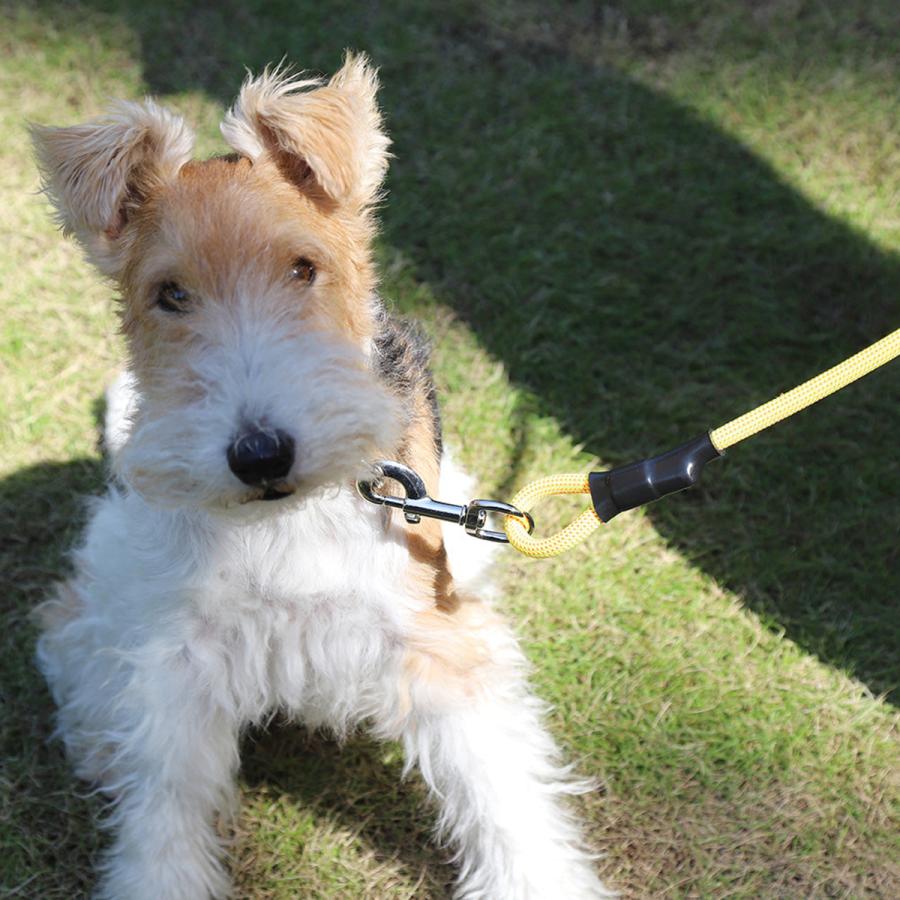 リード MOUNTAIN DOG｜マウンテンドッグ / Amazing Versatile Leash