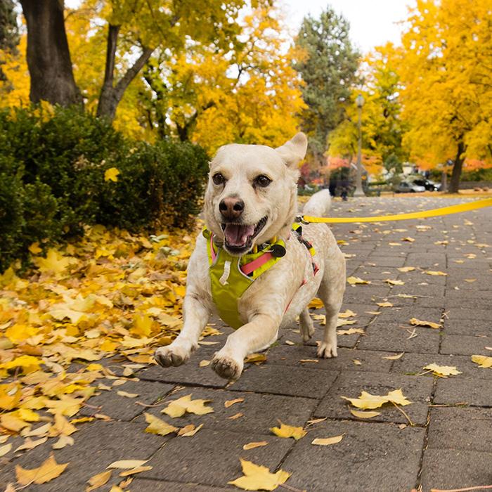RUFFWEAR｜ラフウェア フラッグライン ハーネス 小型犬 中型犬 大型犬 送料無料 おしゃれ アウトドア 抜けにくい 着脱簡単 洗える 国内正規品の画像