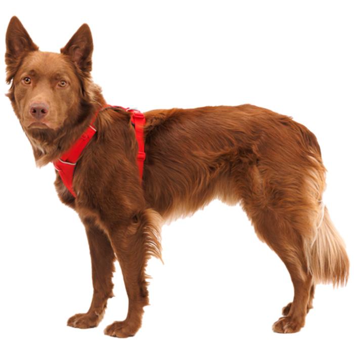 RUFFWEAR｜ラフウェア フロントレンジ ハーネス 小型犬 中型犬 大型犬