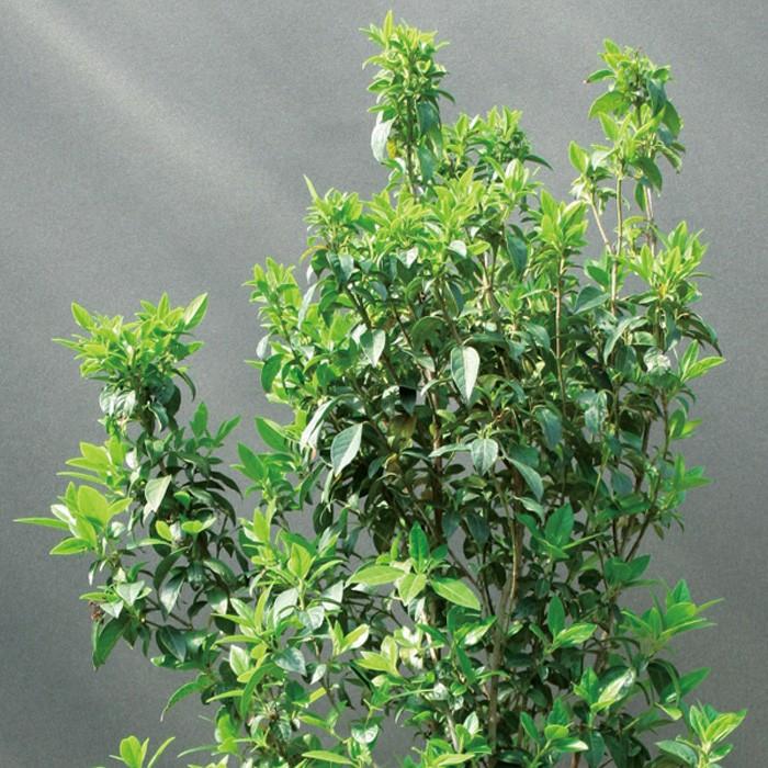 憧れの アンドハウス Yahoo 店ビバーナム ティヌス トキワガマスミ 白花 生垣 植木 庭木 苗木 花木 常緑低木 Hanatomi Co Jp