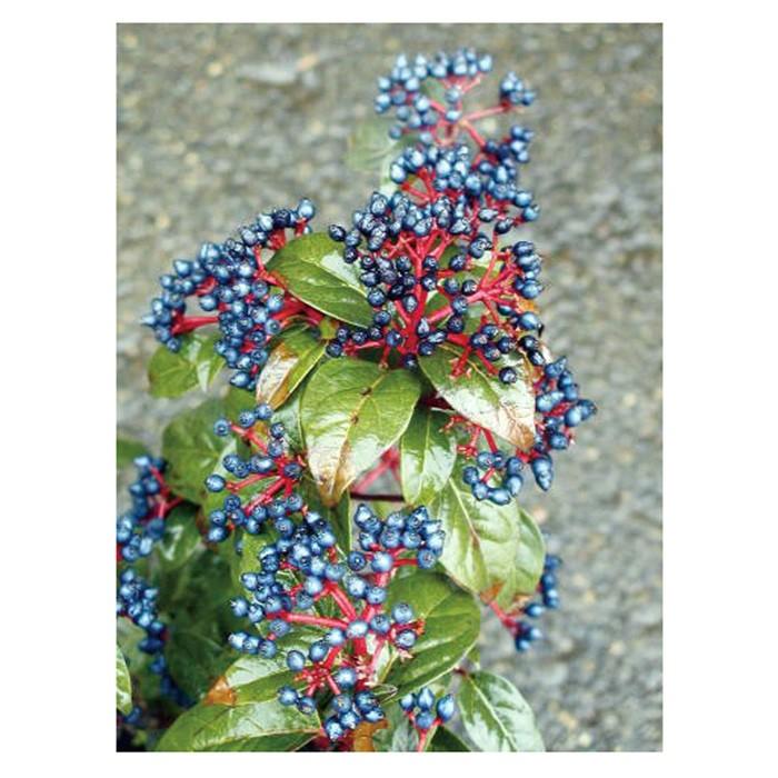 売れ筋 ビバーナム ティヌス トキワガマスミ 白花 生垣 植木 庭木 苗木 花木 常緑低木 高知インター店 Www Tiebreak Fr