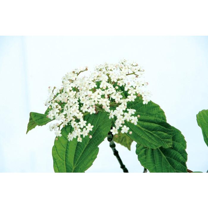 ハクサンボク 白山木 白花 紅葉 植木 庭木 苗木 花木 常緑低木 N0014 Otk アンドハウス Yahoo 店 通販 Yahoo ショッピング