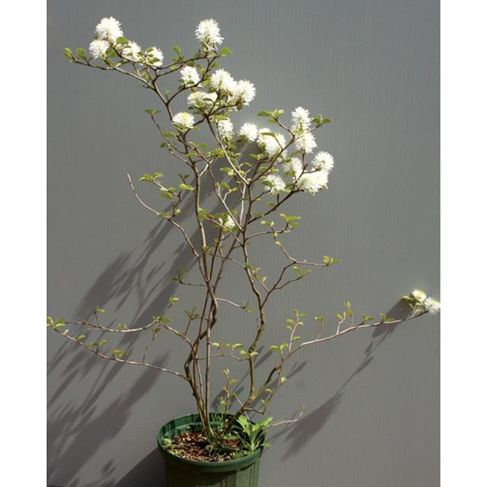 フォッサギラマヨール（シロバナマンサク）白花 小庭に 植木 庭木 苗木