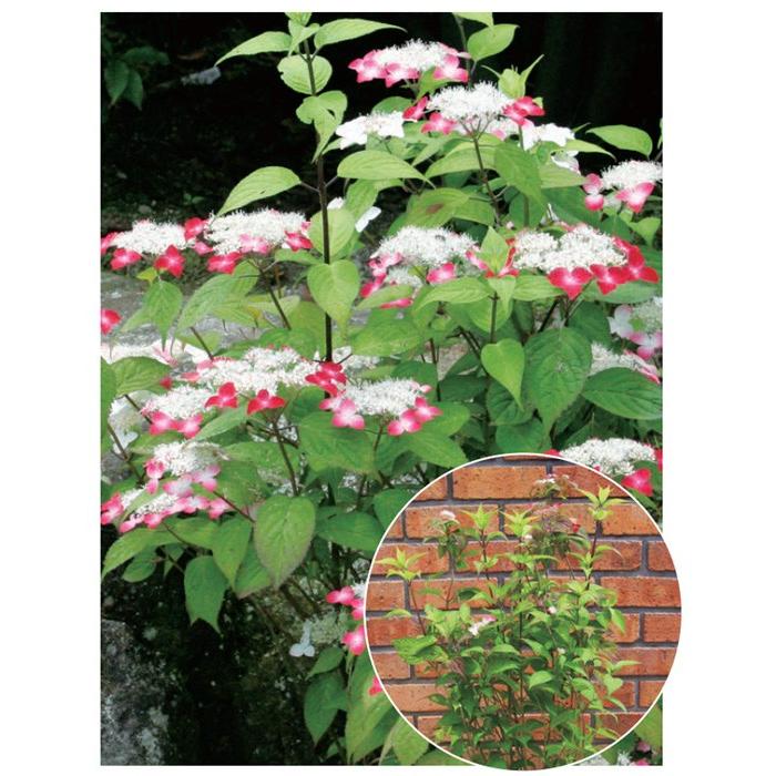 アジサイ 紫陽花 クレナイ ヤマアジサイ 紅色花 植木 庭木 苗木 N0043 Otk アンドハウス Yahoo 店 通販 Yahoo ショッピング