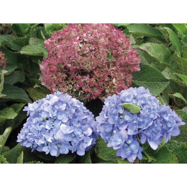 最終値下げ アジサイ 紫陽花 四季咲性 手毬状 植木 庭木 苗木 代引き手数料無料 Duny Us