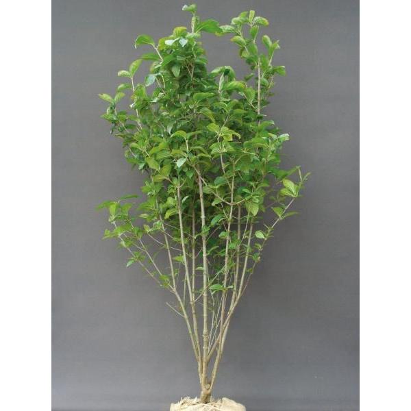 ガマズミ 小花（白） 食用可 果実 植木 庭木 苗木 落葉低木 