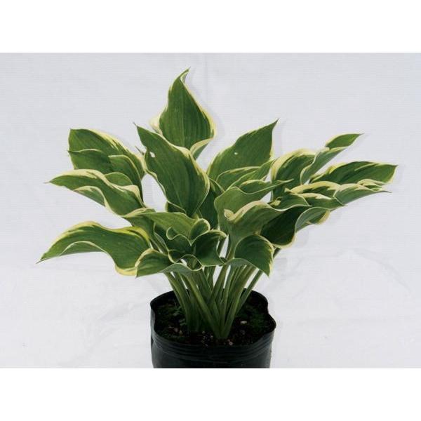 ギボウシ 擬宝珠 ホスタ サガエ 大株 外斑入り 寒河江 植木 庭木 多年草 N0104 Otk アンドハウス Yahoo 店 通販 Yahoo ショッピング