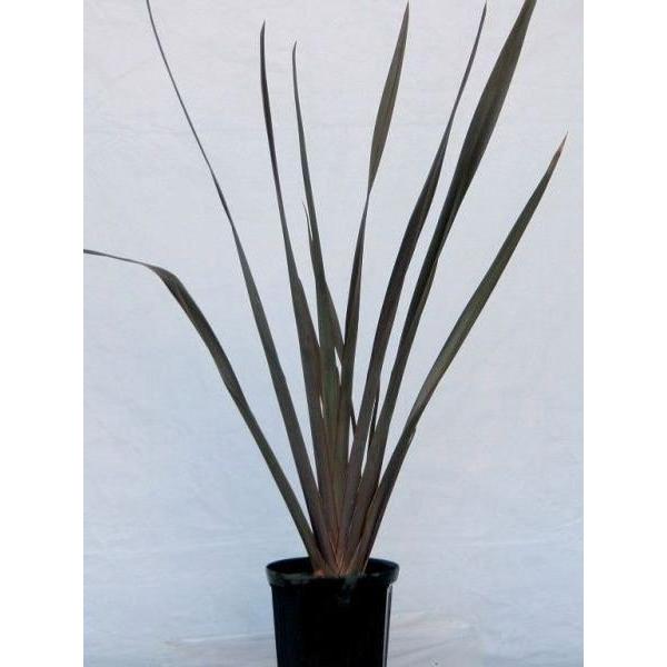 ニューサイラン パープレア 観賞用 観葉植物 庭植え 花壇 鉢植え N0129 Otk アンドハウス Yahoo 店 通販 Yahoo ショッピング