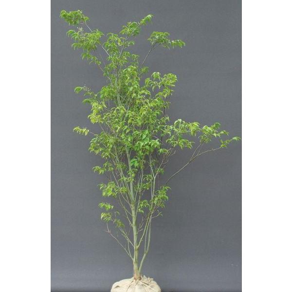 新しい ハイノキ 常緑樹 白花 香り 低価格