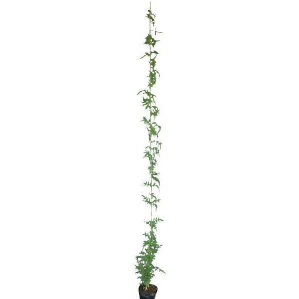 緑のカーテン ツル性植物 ハゴロモジャスミン 羽衣素馨（大株） 白花 香りよし 常緑つる性木本 観葉植物｜andhouse｜02