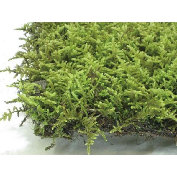 コケ ハイ苔 ハイゴケ 這苔 ネットマット 緑の絨毯 ８枚セット グランドカバー 植木 庭木 苗木 N0318 Otk アンドハウス Yahoo 店 通販 Yahoo ショッピング