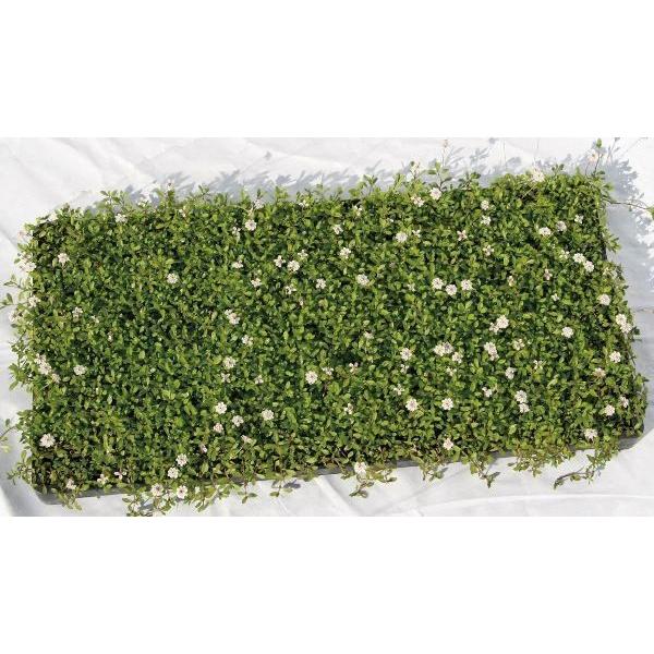 人気満点 ヒメイワダレソウ 姫岩垂草 マット 緑の絨毯 薄桃色花 植木 庭木 苗木 常緑低木 最適な材料 Turningheadskennel Com