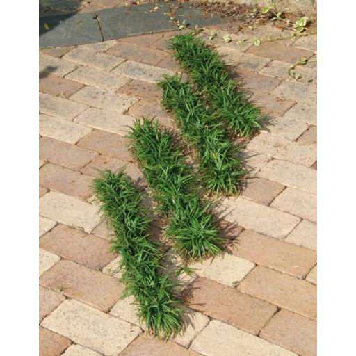 タマリュウ 玉竜スリット 4本セット 駐車場 花壇縁取り 植木 庭木 苗木 常緑宿根草 N0332 Otk アンドハウス Yahoo 店 通販 Yahoo ショッピング