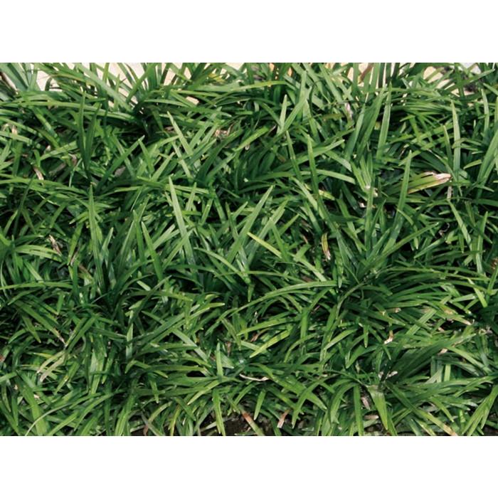 たまりゅう  Amazon.co.jp: タマリュウ 40potセット 7.5cmポット 玉竜 たまりゅう