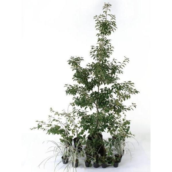 人気満点 ナテュラル 半日陰 セットアップガーデン 植木 苗 庭木 セット商品 希少 Nicmosul Org