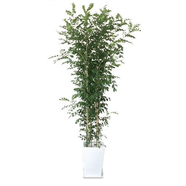 安心の定価販売 ゲッキツ 月橘 シルクジャスミン 観葉植物 陶器鉢 プランター 皿付き 1 7 0 7 10号 日なた 常緑小高木 値引きする Jeannesauve Org