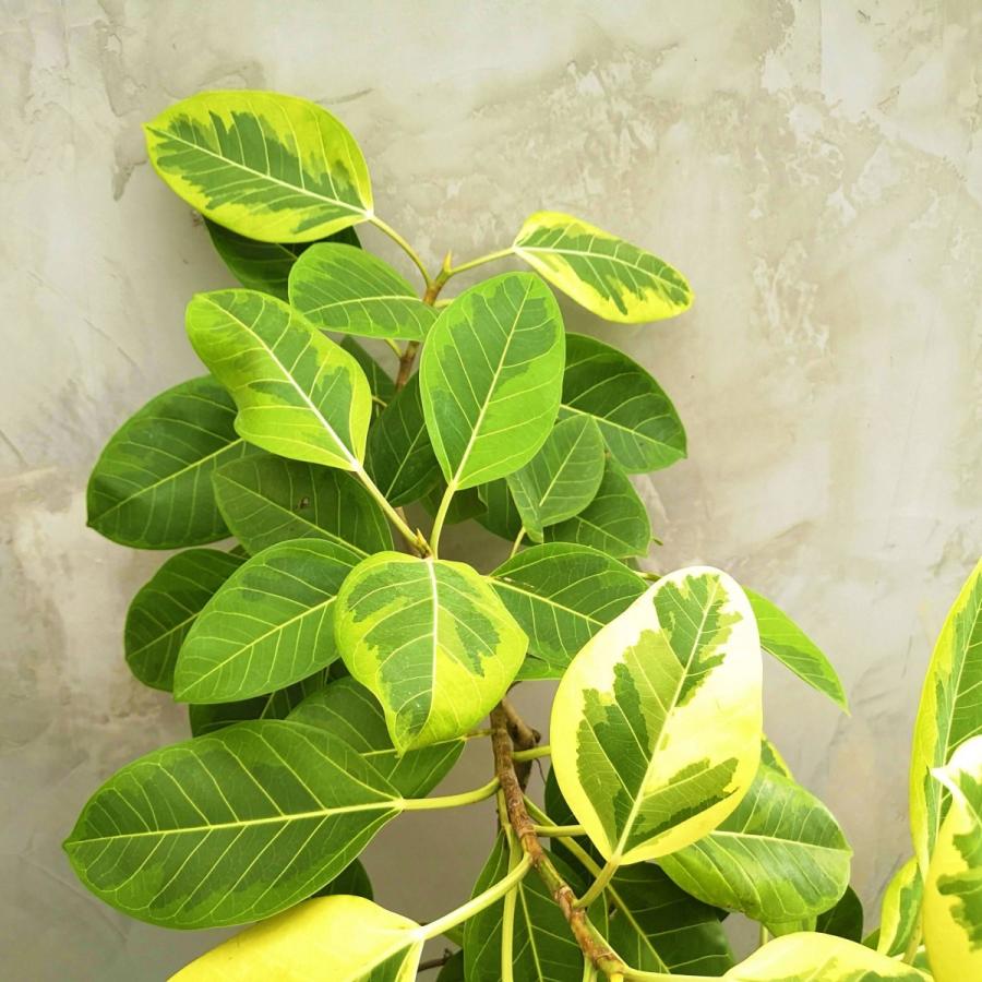 現物】観葉植物 フィカス アルテシマ ※配送近隣限定 3-0028 : and leaf