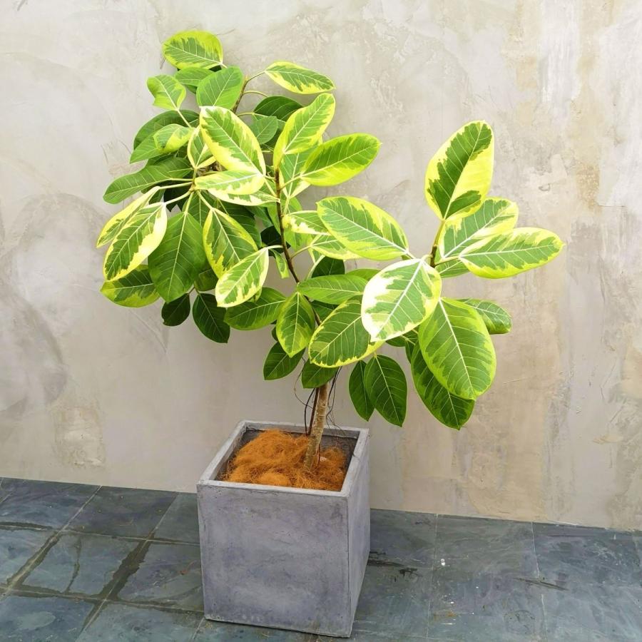 メーカー再生品 フィカス アルテシマ 美形 観葉植物 陶器鉢付き