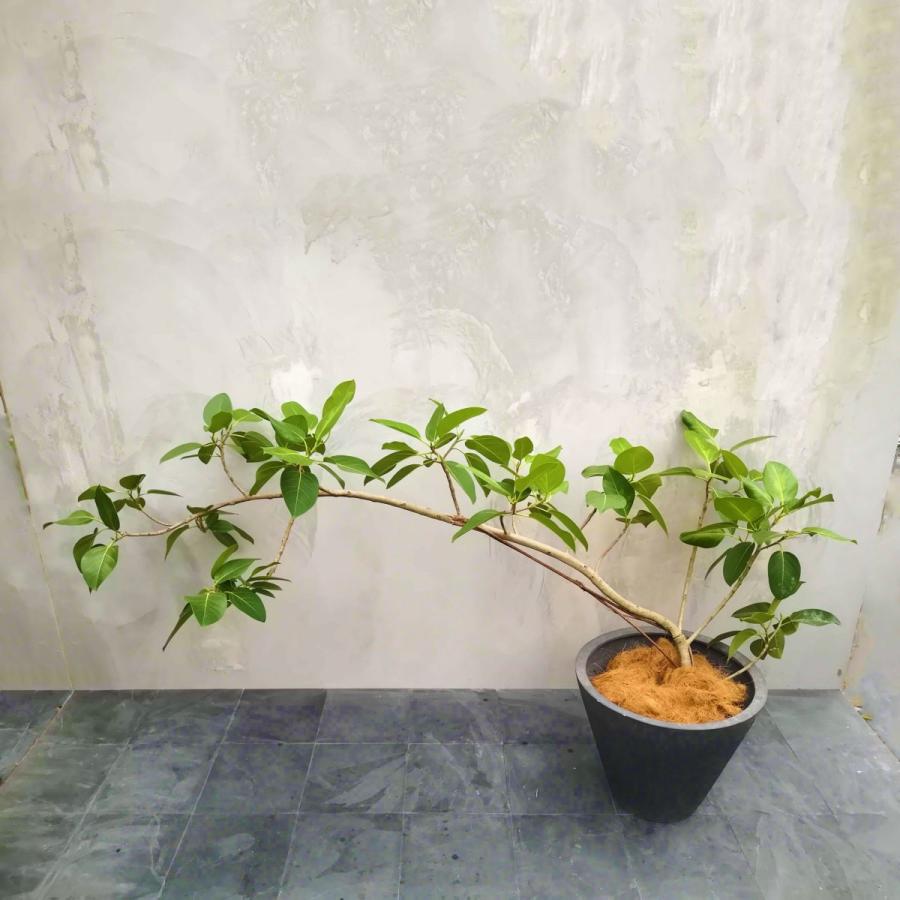 観葉植物 フィカス アルテシマ Amazon｜PURIZA 観葉植物 フィカス アルテシマ ストレート 8号鉢