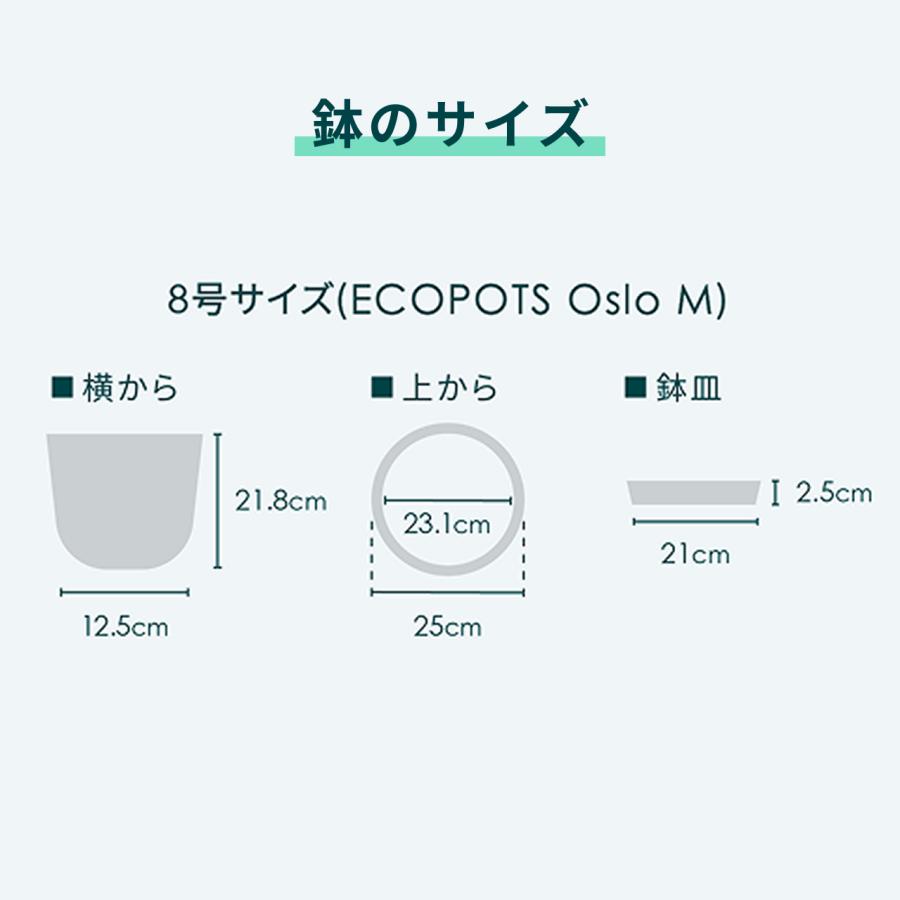 AND PLANTS（アンドプランツ） 植木鉢 鉢 ecopots Oslo 8号 おしゃれ