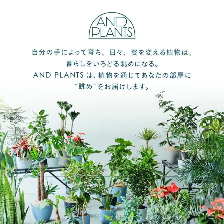 AND PLANTS（アンドプランツ） 植木鉢 鉢 ecopots Amsterdam 6号