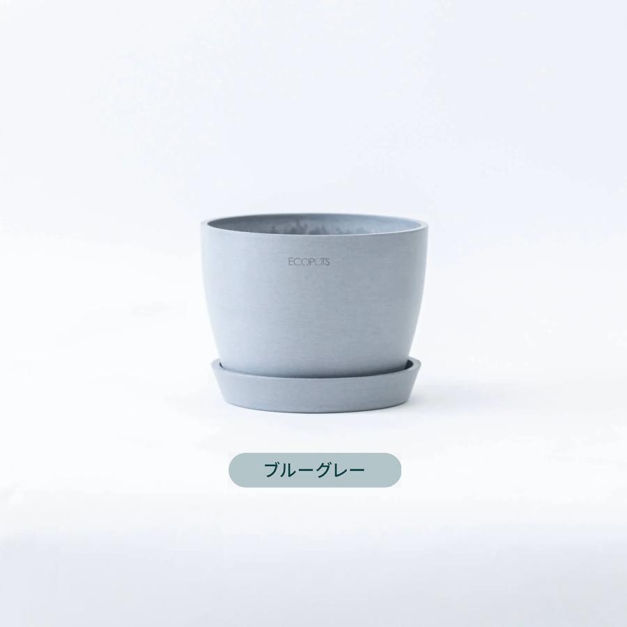 AND PLANTS（アンドプランツ） 植木鉢 鉢 ecopots Stockholm 5号