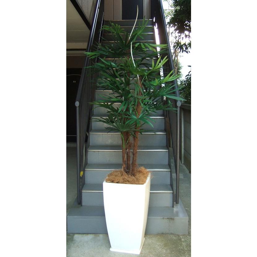 高級感 光触媒 造花 観葉植物 特大 棕櫚竹 グラスファイバー製大型スクエア鉢 開店祝 開業祝 開院祝 移転祝 贈答 Ygtl970 アンジェリックart 通販 Yahoo ショッピング 宅送 Www Maxipiso Com Ar